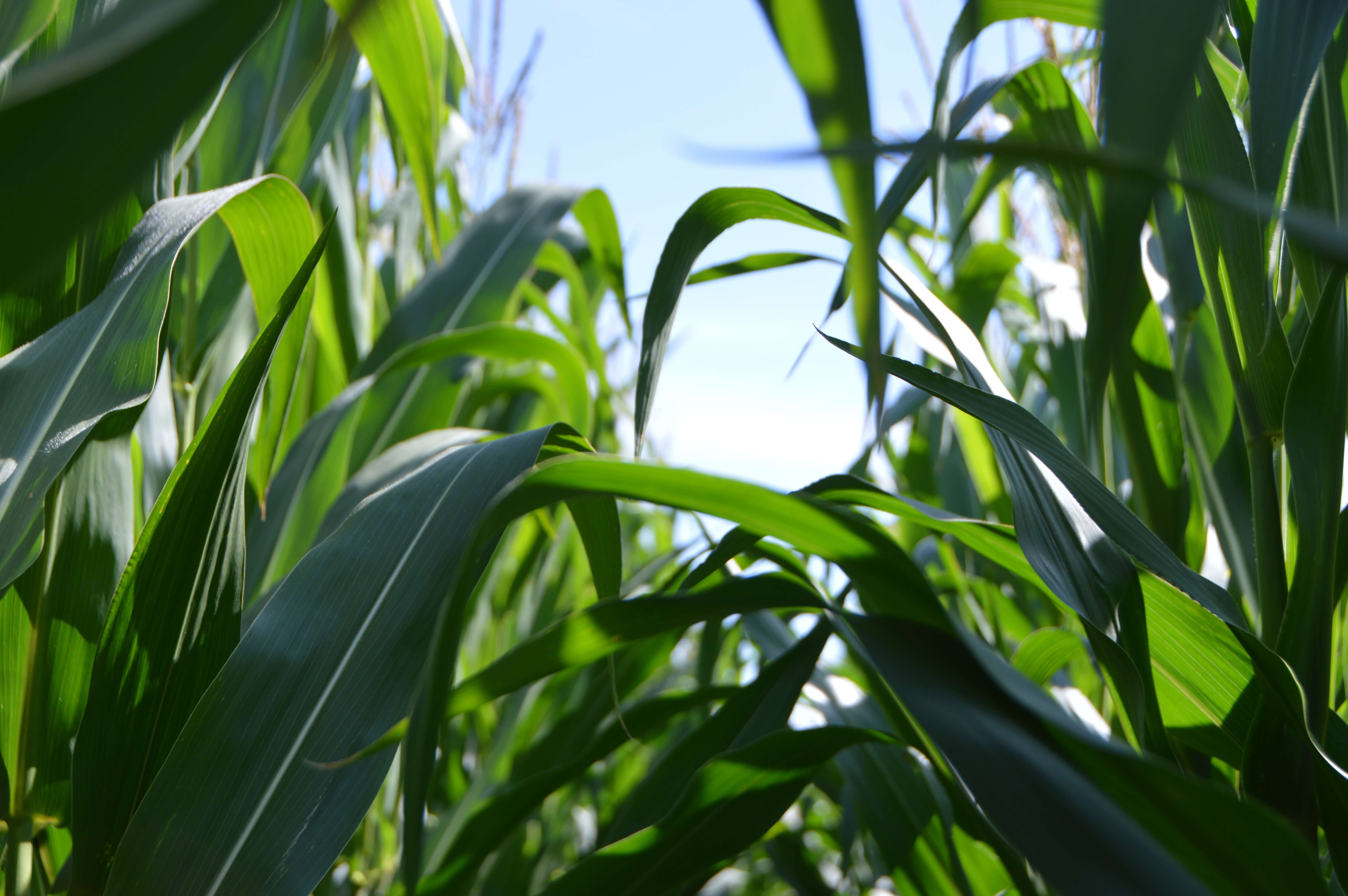 smart agriculture